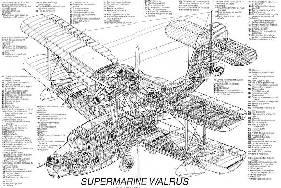 walrus_ch1.jpg
